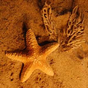Symbol of regeneration