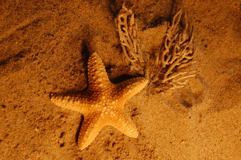 Symbol of regeneration